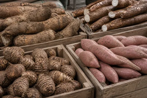Yam, cassava, sweet potato and cocoyam in wooden produce crates.
