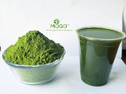 Moringa6666