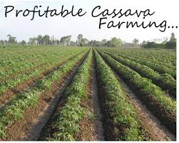 Cassava2